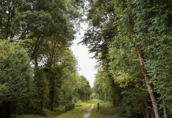 Forêt de Coupesarte