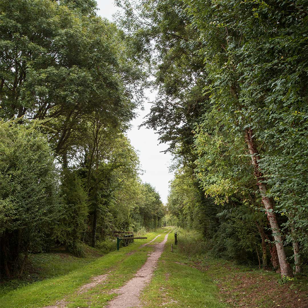 Forêt de Coupesarte